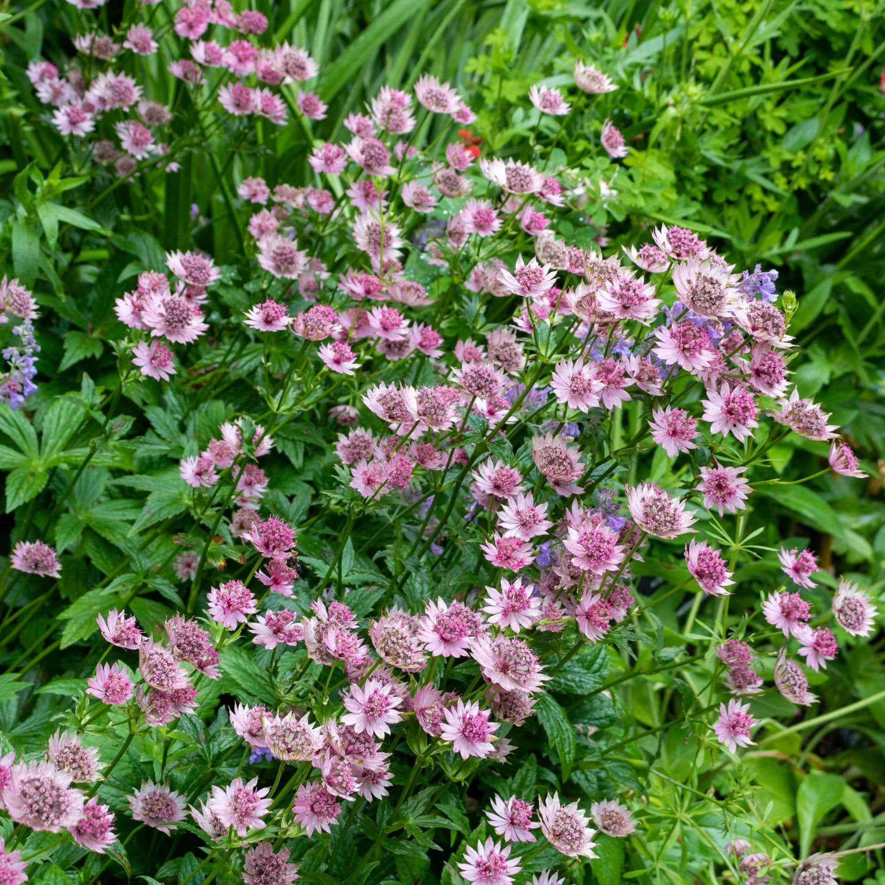 Grande astrance Roma - Astrantia major Roma - Willemse