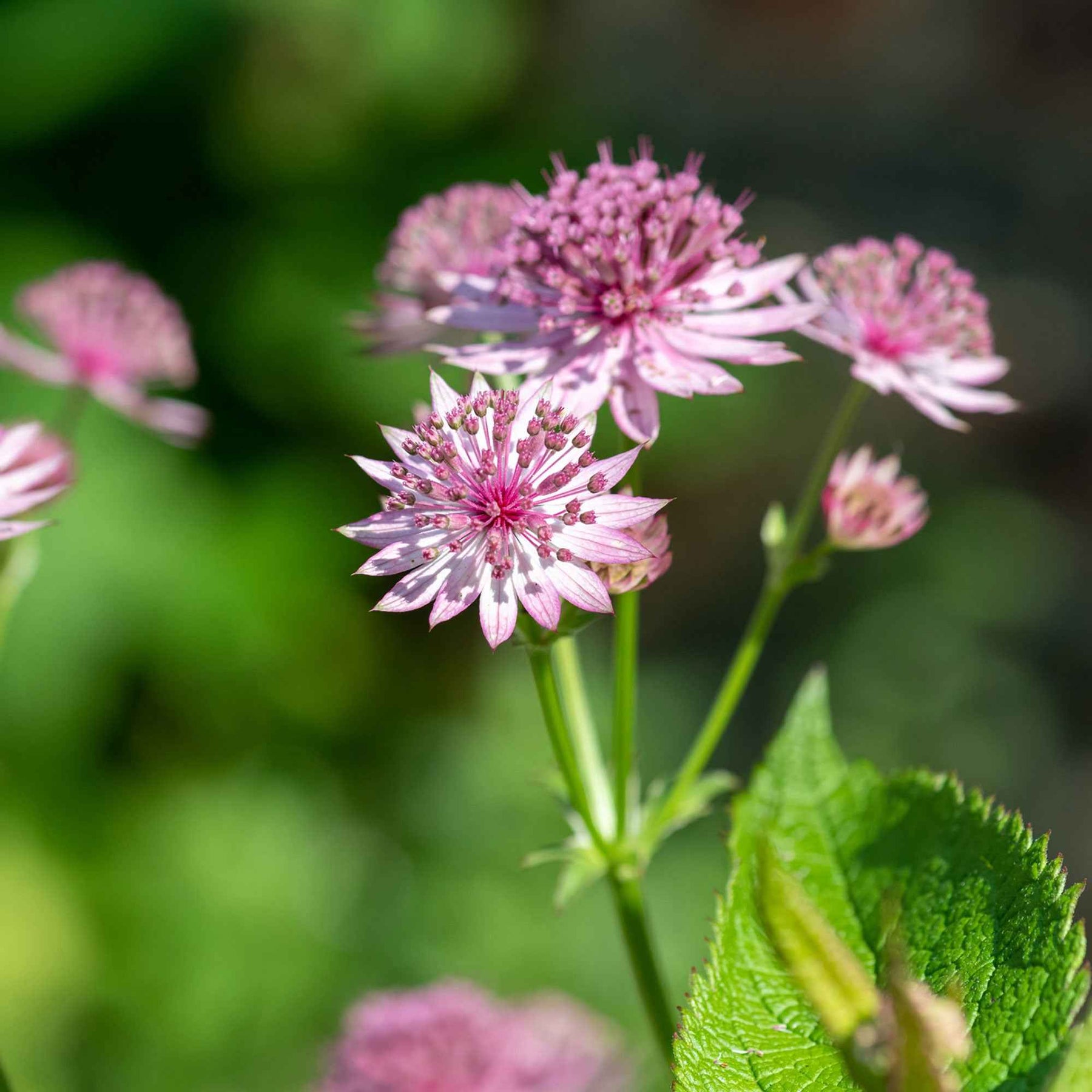 Astrantia major Roma - Grande astrance Roma - Astrance