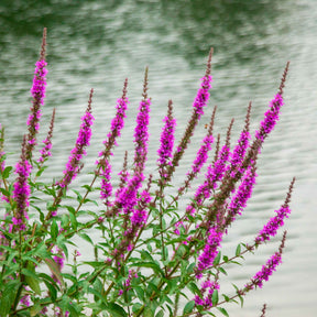 Salicaire commune Robert - Lythrum salicaria Robert - Willemse