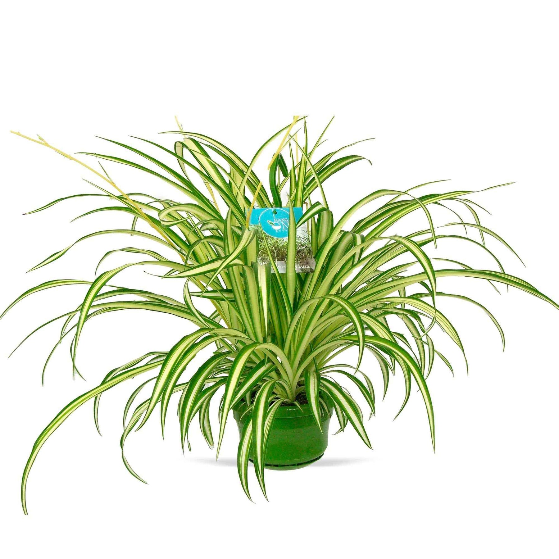 Chlorophytum comosum vittatum - Chlorophytum comosum Vittatum - Chlorophytum