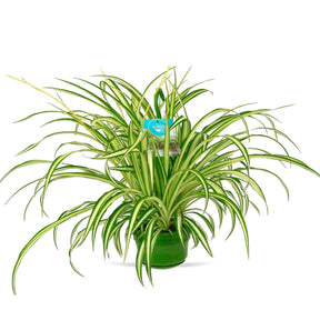 Chlorophytum comosum vittatum - Chlorophytum comosum Vittatum - Chlorophytum