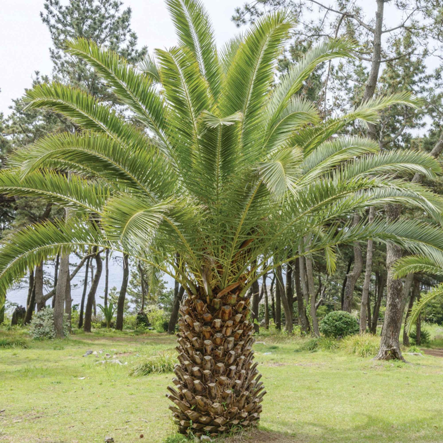 Palmier - Palmier des Canaries - Phoenix canariensis