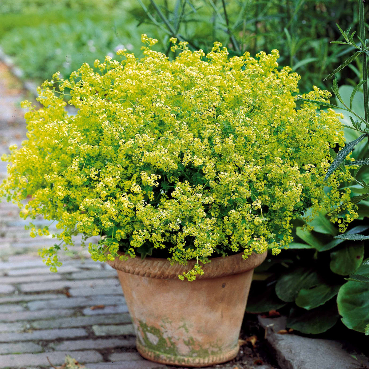 3 Alchemilles - Alchemilla mollis - Willemse