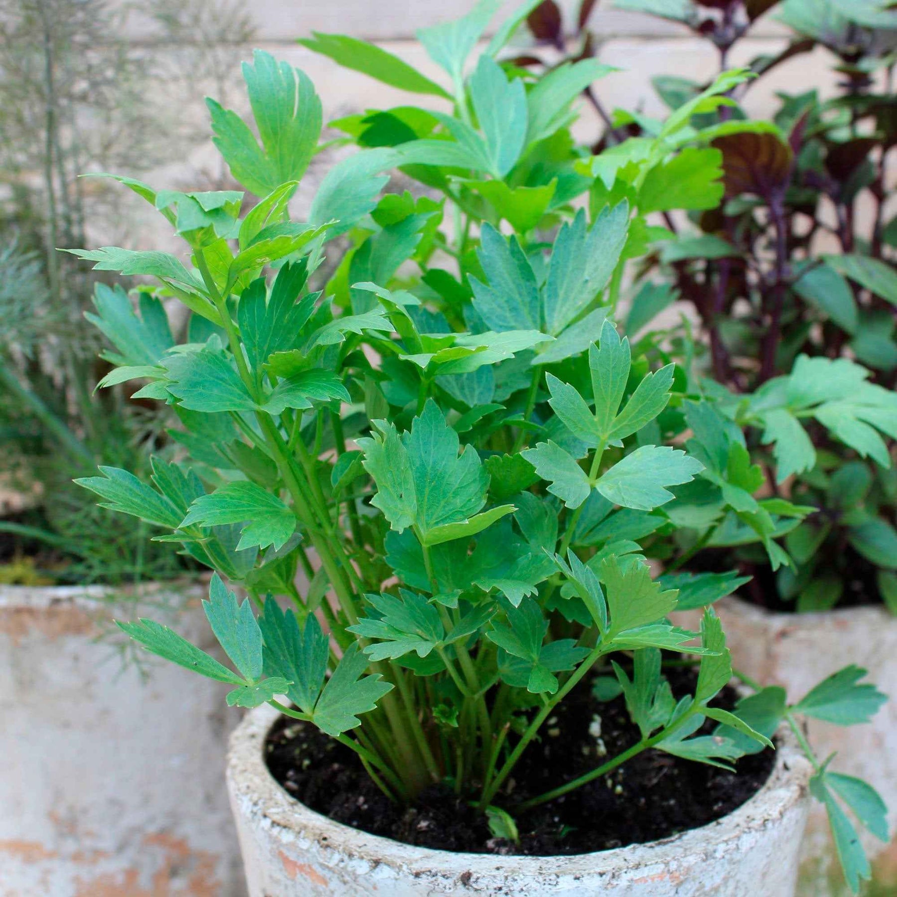 Livèche - céleri perpétuel - Plantes vivaces aromatiques - Willemse