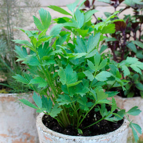 Livèche - céleri perpétuel - Plantes vivaces aromatiques - Willemse