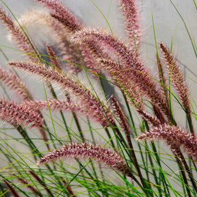 Herbe aux écouvillons Red head - Pennisetum - Pennisetum alopecuroides red head - Willemse