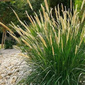 Pennisetum macrourum - Herbe aux écouvillons érigée - Pennisetum