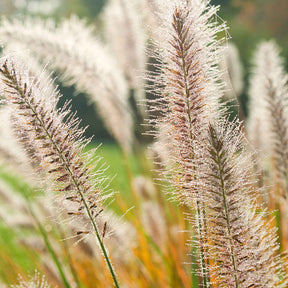 Pennisetum - Herbe aux écouvillons d'Orient Fairy Tails - Pennisetum - Pennisetum orientale Fairy Tails