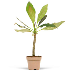 Plumeria Rubra Bordeau - Frangipanier rouge Bordeaux - Plantes fleuries