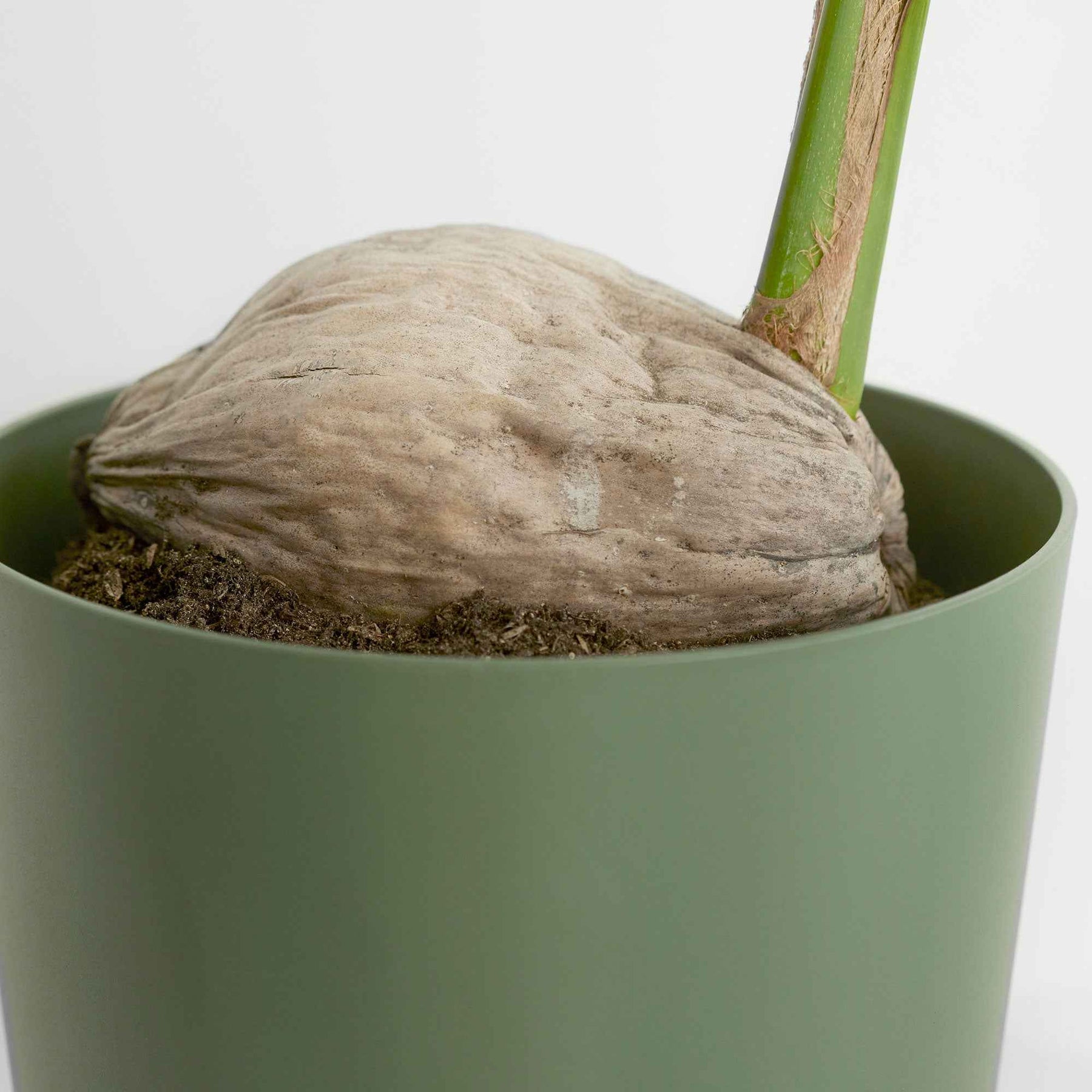 Cocotier d'intérieur - Cocos nucifera - Willemse