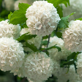 Viburnum opulus Roseum - Viorne Boule de neige - Viornes