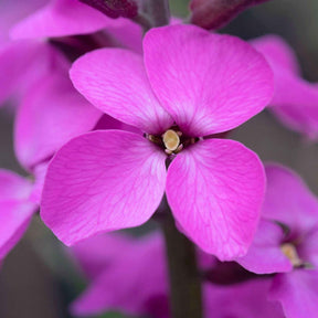 Vente Giroflée arbustive Bowles Mauve - Erysimum linifolium Bowles Mauve