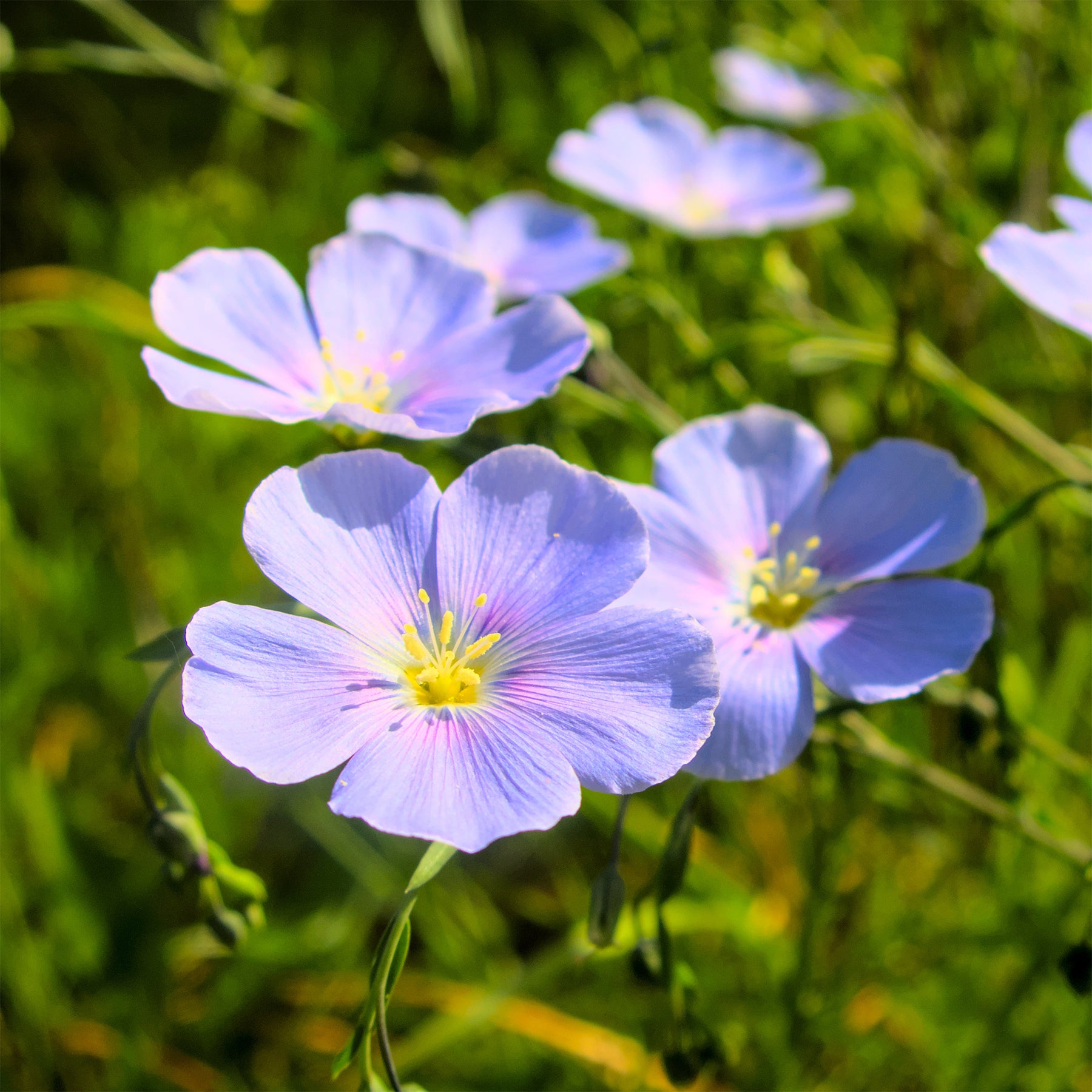 Linum perenne - Lin vivace bleu - Graines de fleurs