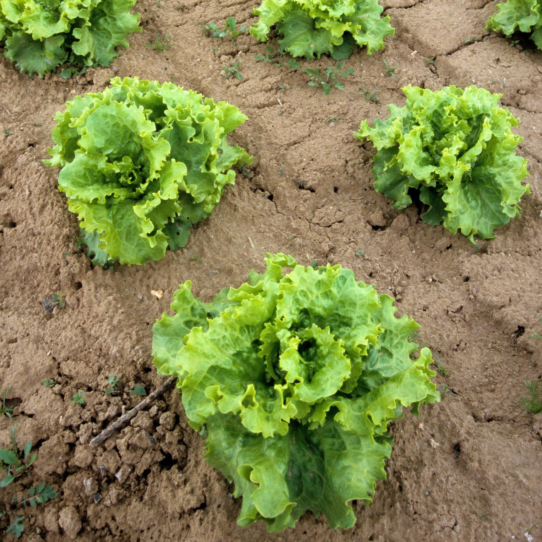 Lactuca sativa capitata blonde de paris - Laitue batavia Blonde de Paris - Laitue