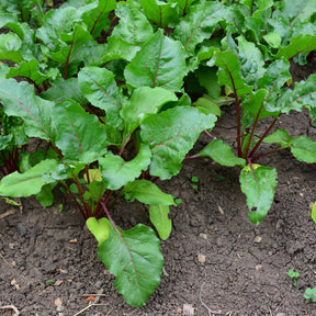 Beta vulgaris Noire d'Egypte - Betterave noire d'Egypte - Betteraves