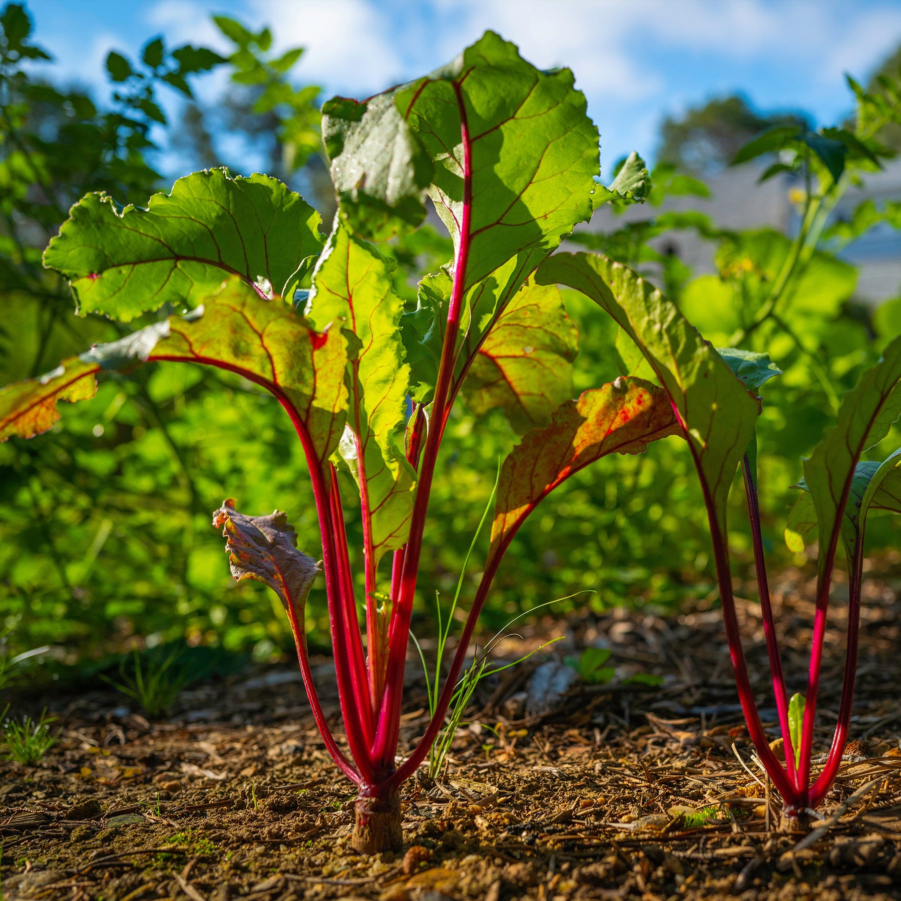 Betteraves - Betterave noire d'Egypte - Beta vulgaris Noire d'Egypte