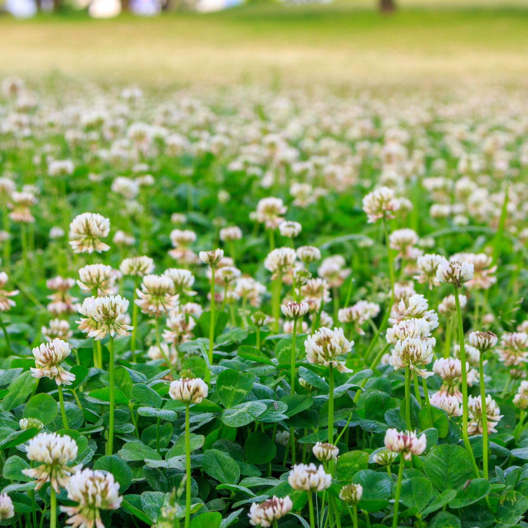 Trifolium repens - Trèfle blanc nain - Graines de fleurs