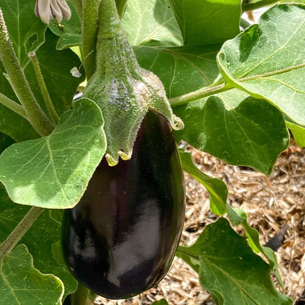 Solanum melongena bonica f1 - Aubergine Bonica F1 - Aubergines