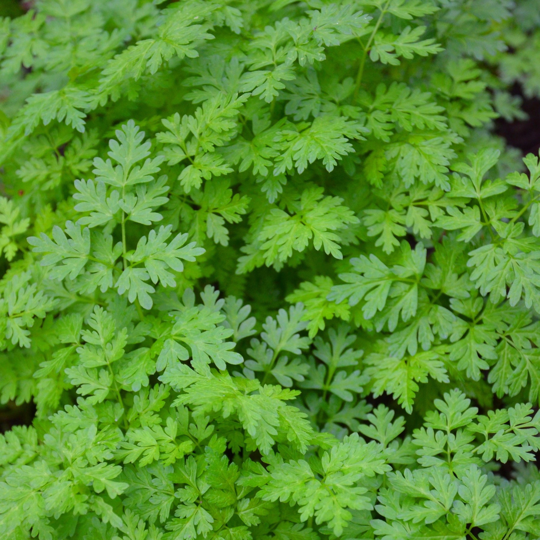Graines d'aromatiques - Collection de fines herbes : Persil, Basilic, Cerfeuil, Ciboulette - Collection de fines herbes (persil, basilic, cerfeuil, ciboulette)