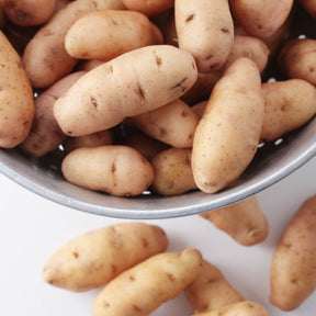 25 Pommes de terre Corne de Gatte - Pink fir Apple - Willemse