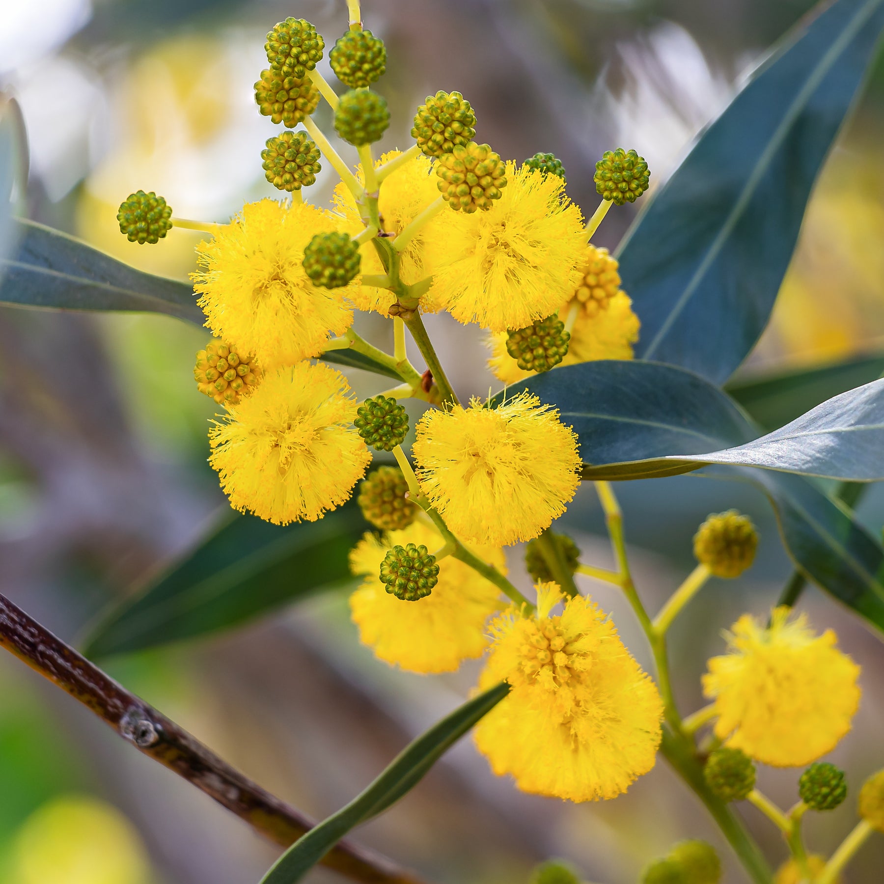 Mimosa des 4 saisons - Acacia retinodes - Willemse