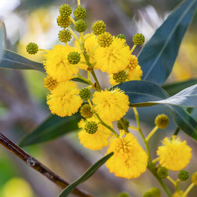 Mimosa des 4 saisons - Acacia retinodes - Willemse