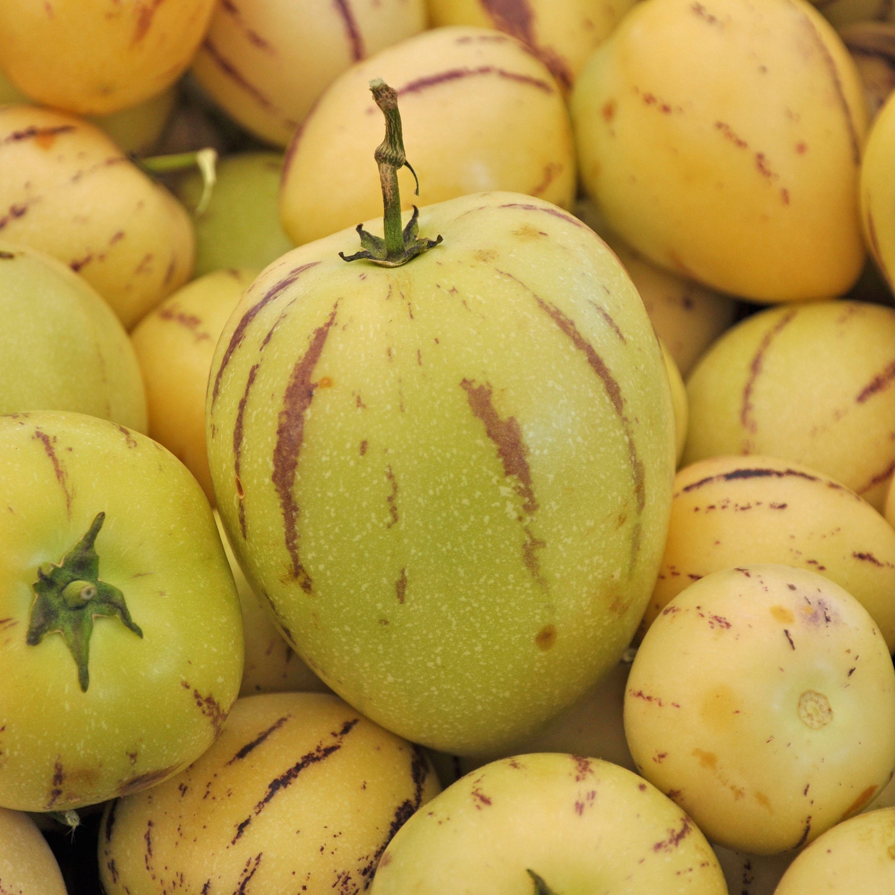Fruitiers originaux - Poire-melon - Solanum muricatum