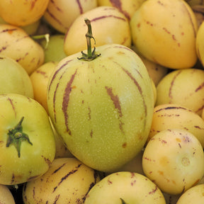 Fruitiers originaux - Poire-melon - Solanum muricatum