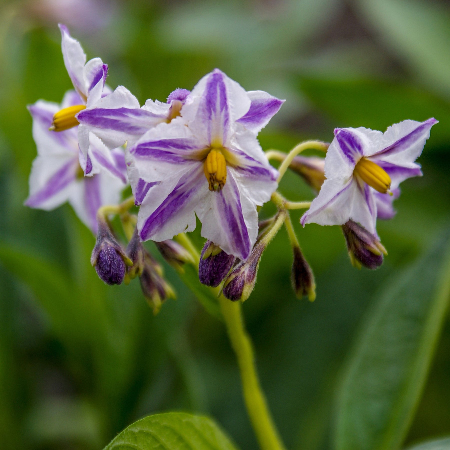 Solanum muricatum - Poire-melon - Fruitiers originaux