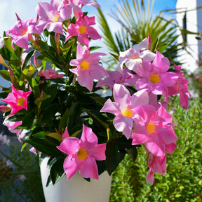 Dipladenia - 3 Jasmins du Brésil - Dipladenia en mélange - Dipladenia