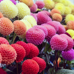 5 Dahlias pompons colorés en mélange - Willemse