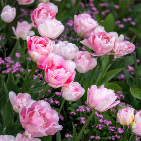 Vente 10 Tulipes à fleur de pivoine Angélique - Tulipa angélique