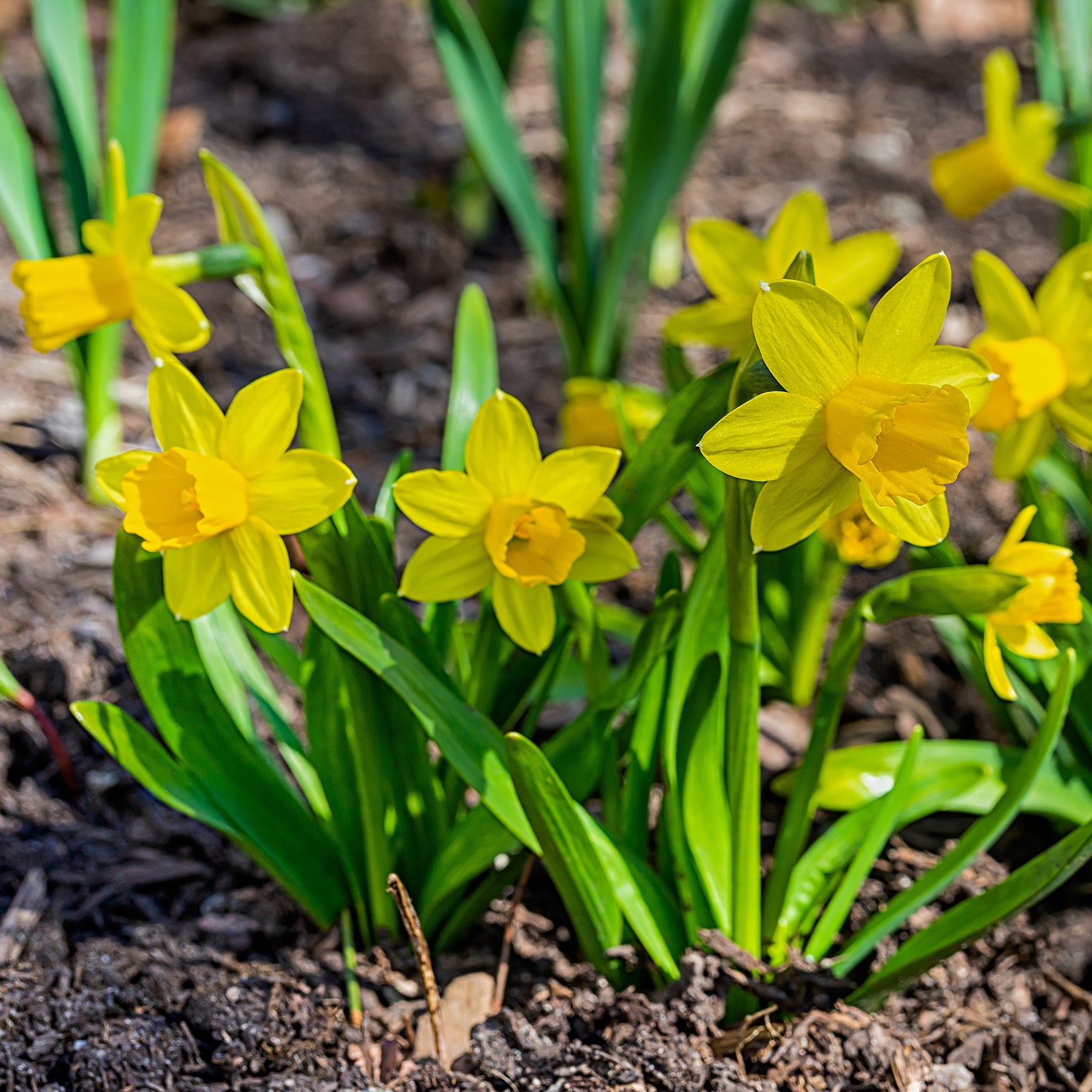 10 Mini-narcisses Tête à Tête - Narcissus cyclamineus Tête à Tête - Willemse