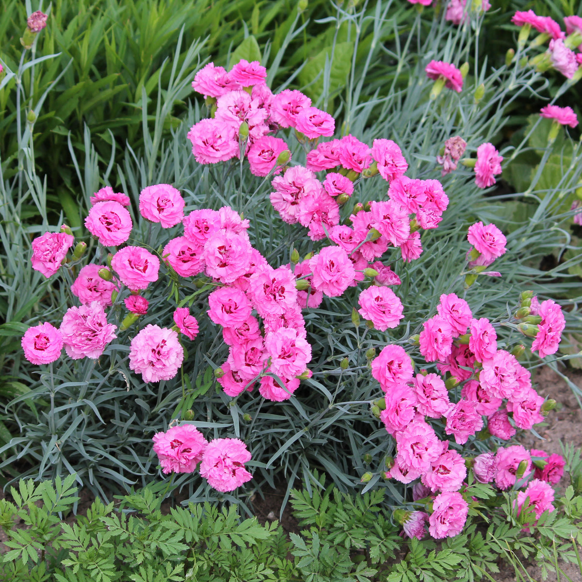 2 Œillets nains roses Fortuna - Willemse