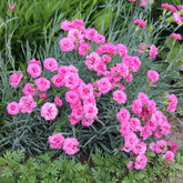 2 Œillets nains roses Fortuna - Willemse