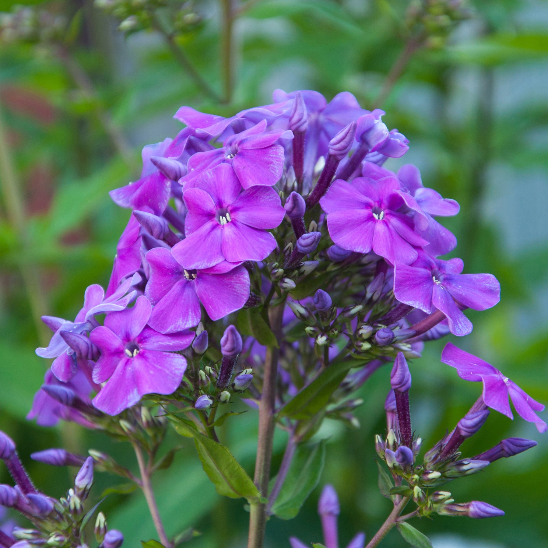 Phlox paniculé - Phlox paniculé Amethyst - Phlox paniculata Amethyst