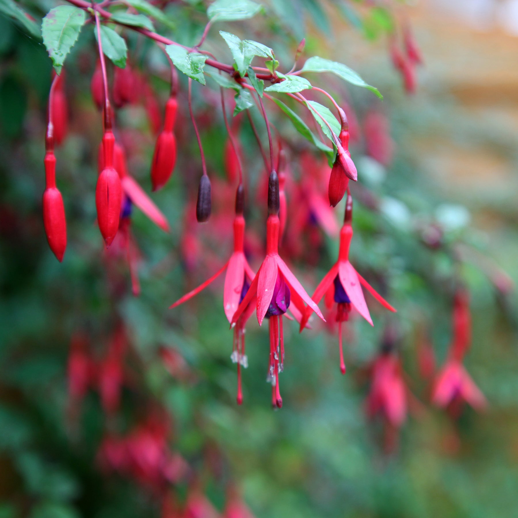 Vente 6 Fuchsias rustiques en mélange - Fuchsia Mme Cornelissen,  Brilliant