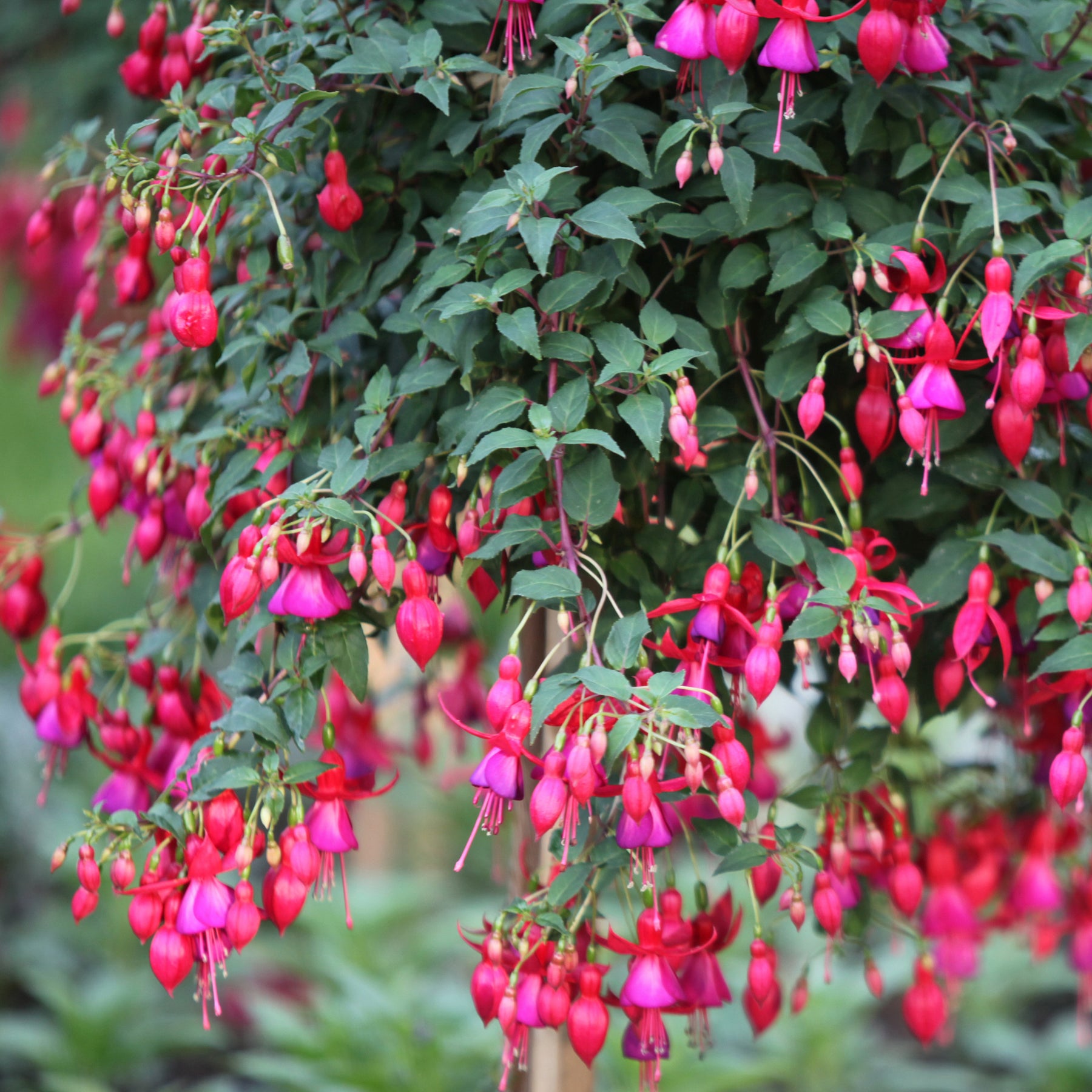 Fuchsia Mme Cornelissen,  Brilliant - 6 Fuchsias rustiques en mélange - Fuchsia