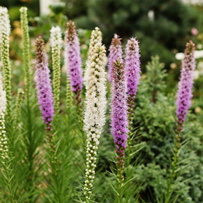 Delphinium, Phlox, Liatris, Gypsophila, Rudbeckia, Physostegia, Astilbe, Achillea - Massif de 50 plantes vivaces assorties - Superficie environ 6 m² - Collections de vivaces