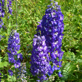 Collections de vivaces - Massif de 50 plantes vivaces assorties - Superficie environ 6 m² - Delphinium, Phlox, Liatris, Gypsophila, Rudbeckia, Physostegia, Astilbe, Achillea