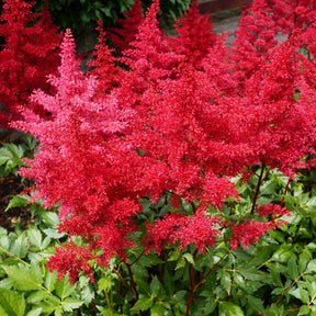 Massif de 50 plantes vivaces assorties - Superficie environ 6 m² - Collections de vivaces - Willemse