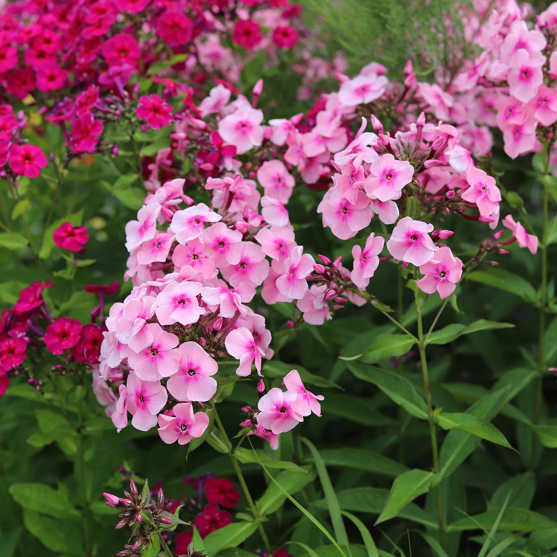 Vente Massif de 50 plantes vivaces assorties - Superficie environ 6 m² - Collections de vivaces