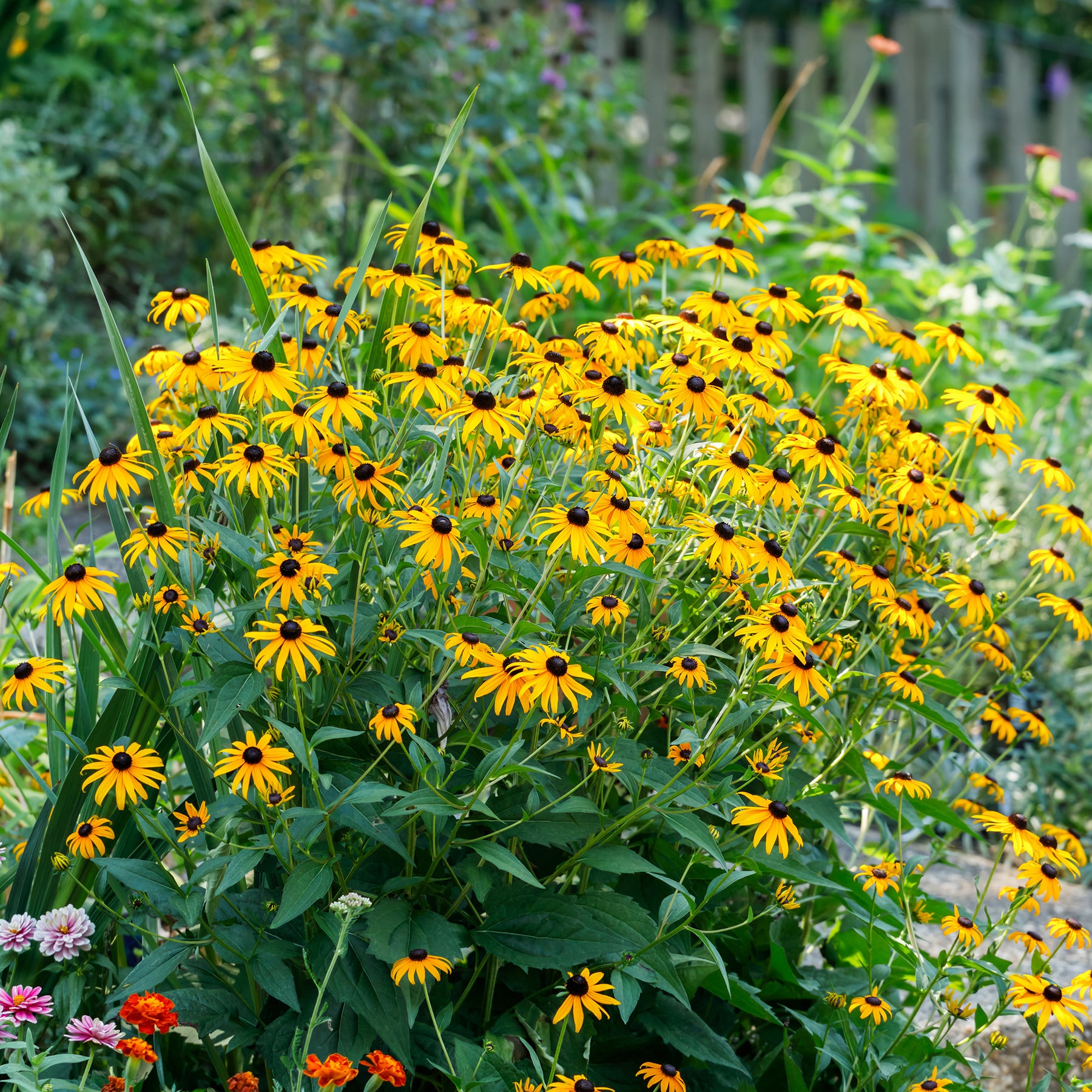 Vente Collections de vivaces - Massif de 50 plantes vivaces assorties - Superficie environ 6 m²