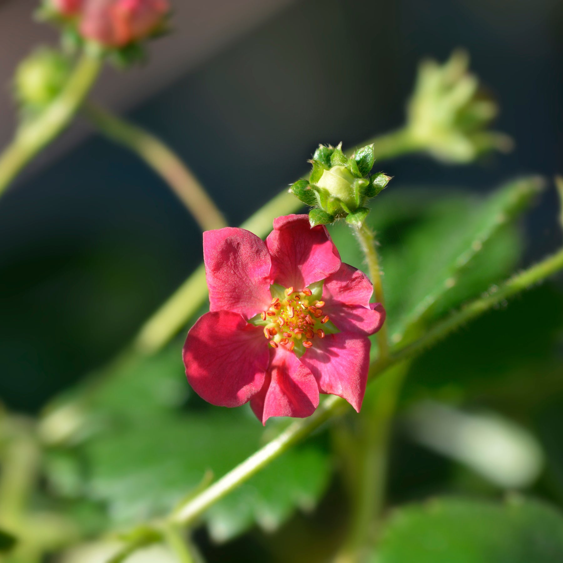 Fraisiers - 3 Fraisiers remontants à fleurs roses Toscana - Fragaria x ananassa toscana