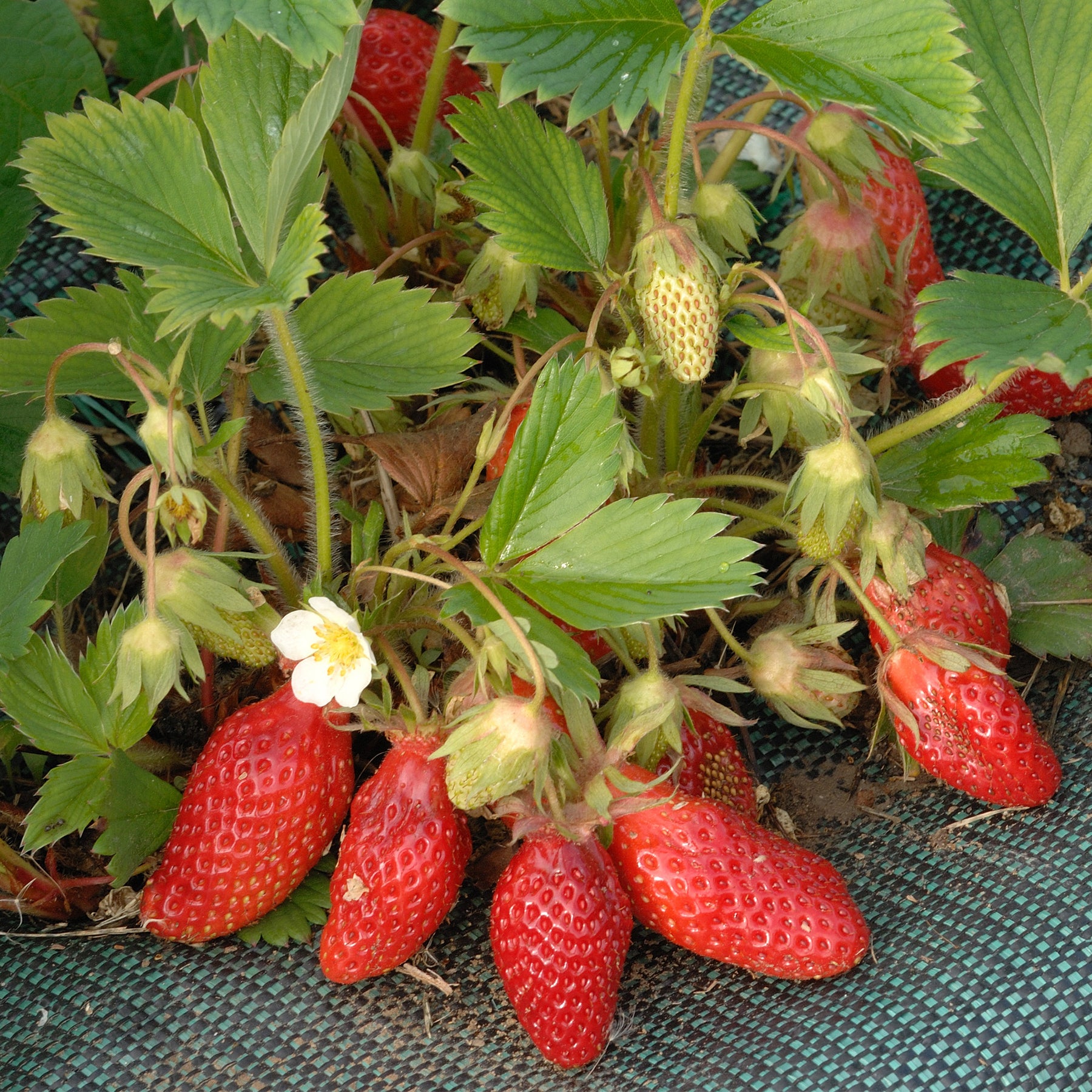 Fragaria x ananassa Gariguette - Fraisier Gariguette - Fraisiers