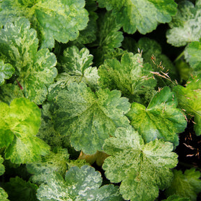 Heuchera hercules - 3 Heuchères hybride Hercules ® - Heuchères