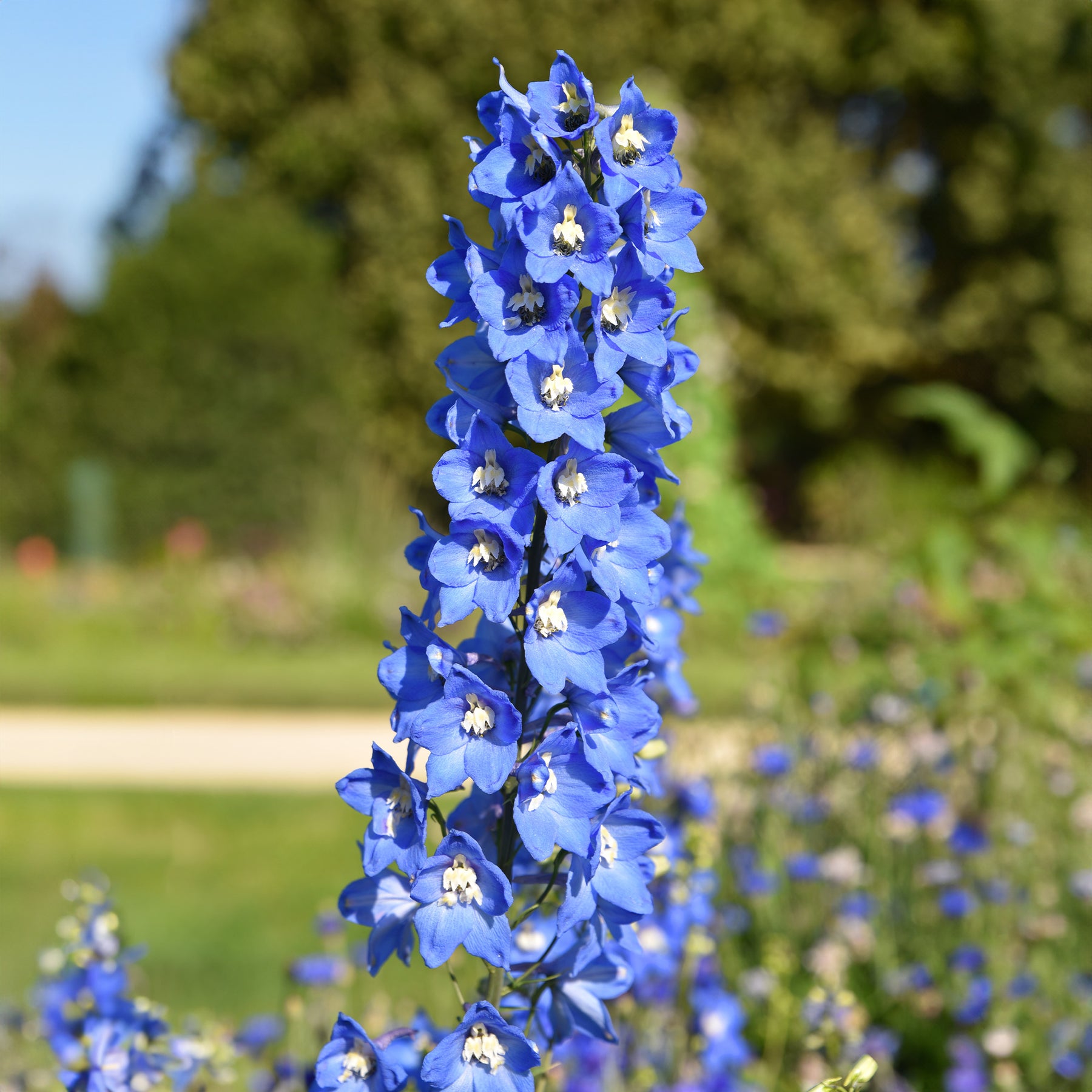 Collection de 11 plantes vivaces pour massifs champêtres - Delphinium, gypsophila paniculata, centranthus ruber - Willemse
