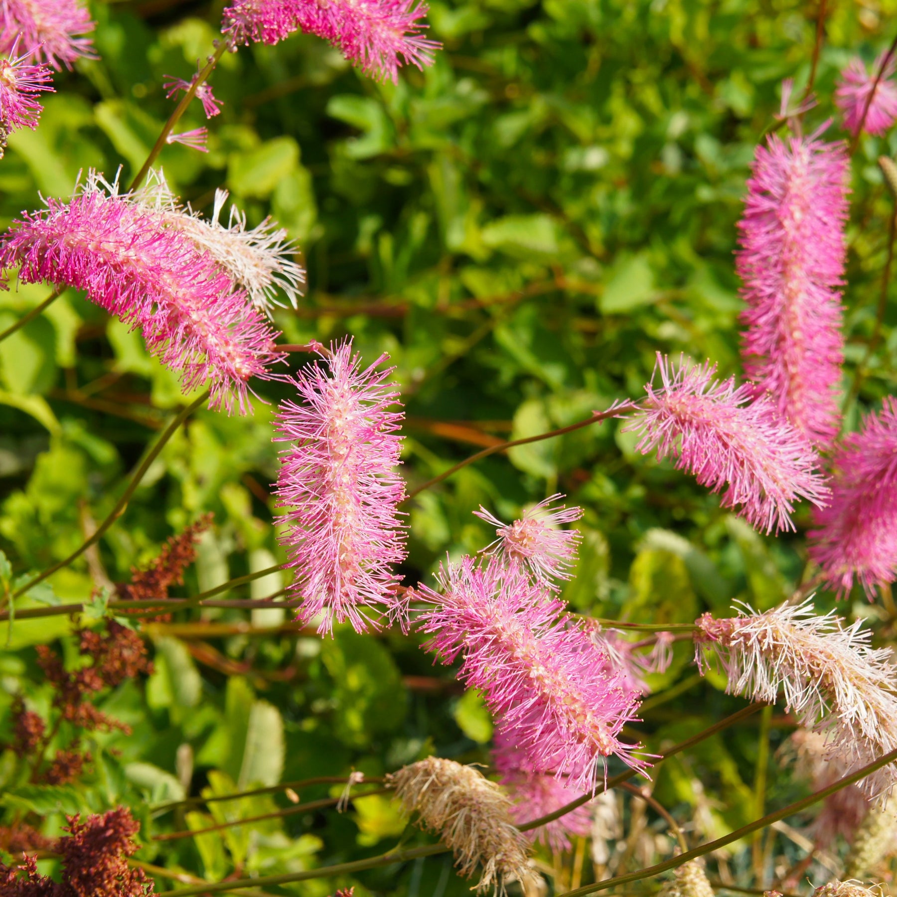 Sanguisorba obtusa, Veronicastrum virginicum Cupid - Collection de 5 Pimprenelles et de Veroniques - Pimprenelle