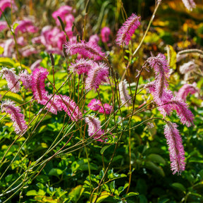 Sanguisorba obtusa - 3 Pimprenelles roses - Sanguisorbe - Pimprenelle