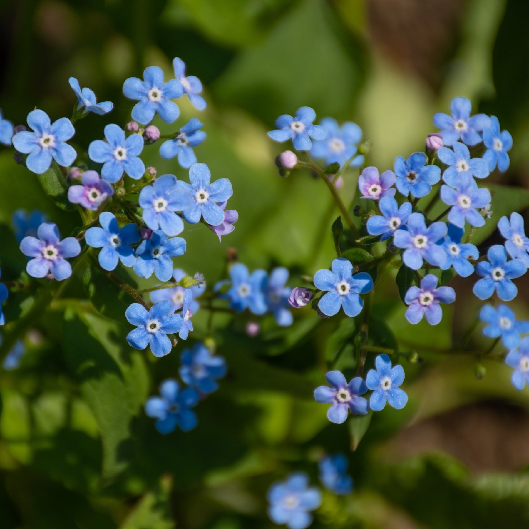 Myosotis du Caucase Emerald Mist ® - Brunnera macrophylla Emerald Mist ® - Willemse